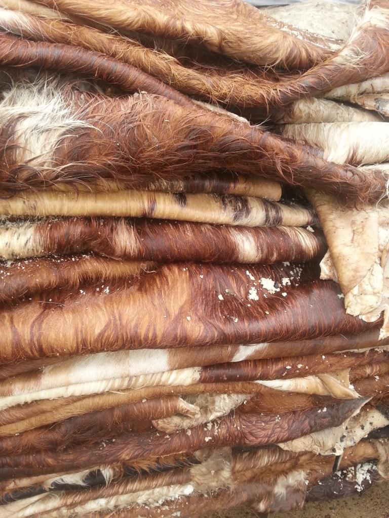 Wet Salted Bull Hides – Serbia